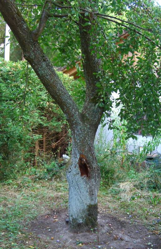 Bild